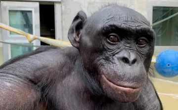 В США скончался уникальный бонобо Канзи, понимавший английскую речь и игравший в Minecraft