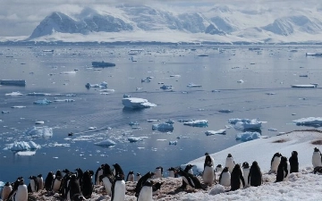 Под пошлины Трампа попали необитаемые острова с тюленями и пингвинами