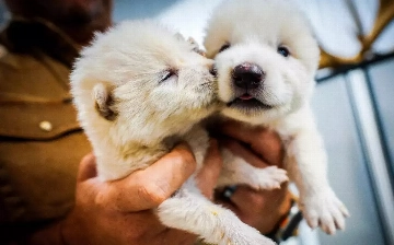 Американские ученые воссоздали волков, вымерших более 10 тысяч лет назад