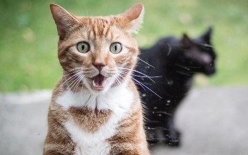 Котики против инфлюэнсеров: почему пользователи больше доверяют питомцам в рекламе