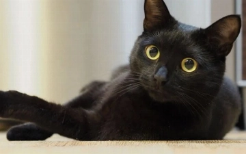 Кот-фитоняшка по кличке Оливер стал звездой TikTok