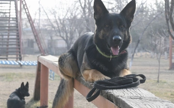 В парках Ташкента хотят открыть кинологические пункты для борьбы с наркотиками