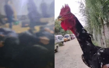 В Самарканде накрыли подпольную арену для петушиных боев