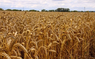 Узбекистан значительно увеличил закупки зерна из Казахстана