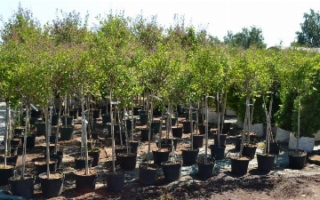 В Узбекистане общественность сможет следить за посадками и вырубками деревьев