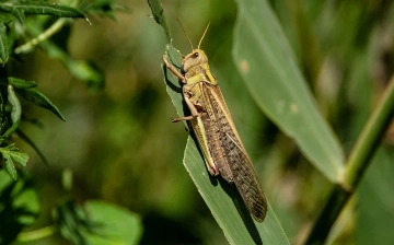В Узбекистане площадь распространения саранчи превысила 500 тысяч га