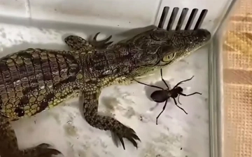 В Ташкенте мужчина незаконно содержал у себя дома нильского крокодила