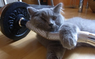 Канадский разработчик придумал, как превратить фитнес в игру по спасению животных