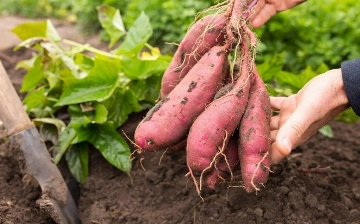 Узбекские специалисты вывели новый сорт батата 