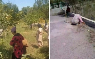 В школах и детсадах Узбекистана проведут рейды против принудительного труда