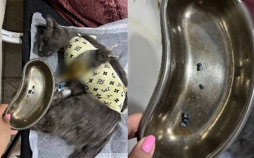 Житель Чиланзара систематически стреляет из пневматики по уличным и домашним животным