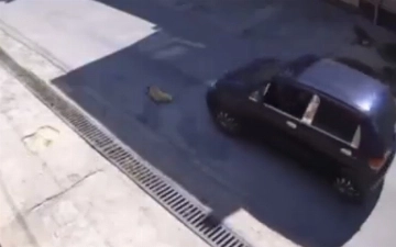 В Ташобласти правоохранители нашли и наказали водителя, переехавшего собаку