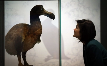 Американский стартап планирует возродить вымершую птицу додо