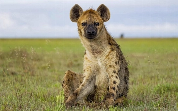 Объявлен лучший снимок дикой природы 2025 года