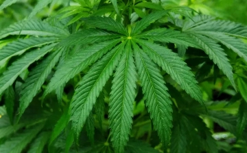 «Думала, что это цветы». В Самарканде вынесли приговор женщине, вырастившей почти 230 кустов каннабиса