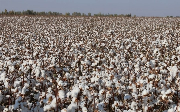 В Узбекистане усилили контроль за экспортом целлюлозы и хлопковой продукции из-за риска попадания под санкции
