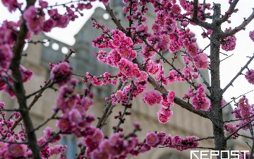 Узбекистанцам рассказали о погоде на весь март