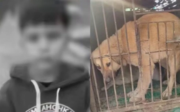 Под Ташкентом ребенок умер после нападения бродячих собак