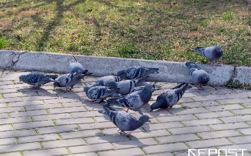 Воздух в Ташкенте на 15 марта: уровень загрязнения превысил норму почти в пять раз