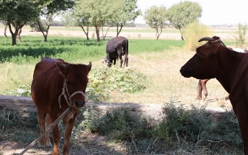 В Узбекистане создается Академия сельскохозяйственных наук — чем она займется