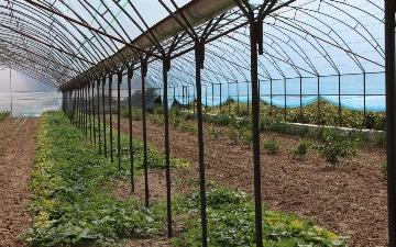 Эксперты назвали преимущества переноса теплиц из Ташкента в Сурхандарью