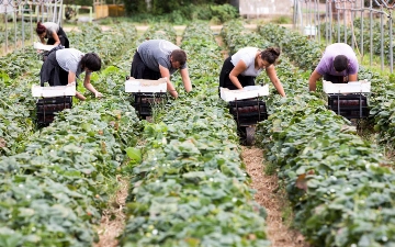 Италия будет привлекать сельхозработников из Узбекистана