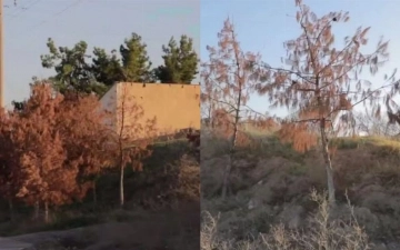 В Ташкенте засохли более 100 незаконно пересаженных деревьев: ущерб составил свыше 880 млн сумов