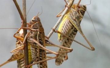 В нескольких регионах Узбекистана зафиксировали появление марокканской саранчи