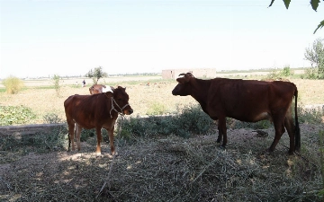 Узбекистан возьмет в аренду землю в Беларуси для выращивания скота