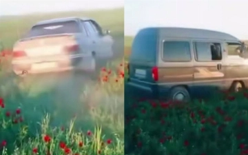 В Кашкадарье несколько водителей давили тюльпаны