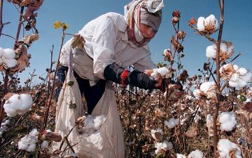 Объявлены новые тарифы по оплате труда за сбор хлопка