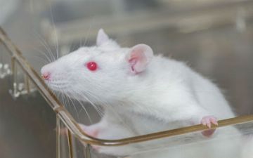 Хантавирус появился в Германии