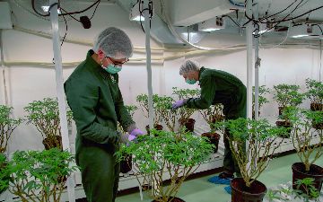 ООН исключила каннабис из списка опасных наркотиков