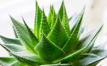 Какие комнатные растения помогают нашей психике?