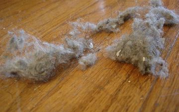 Что может спровоцировать аллергию прямо у вас дома