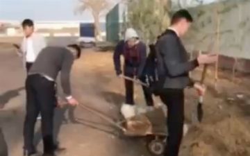 Школьников из Ташобласти привлекали к принудительному труду на регулярной основе - видео