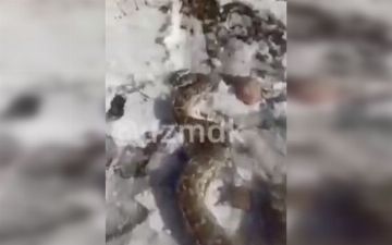 В Бельдерсае неизвестные оставили огромного питона на обочине дороги 