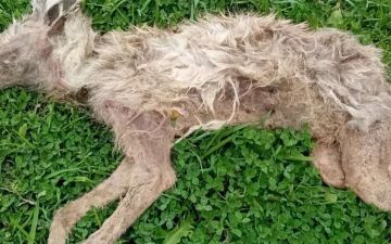 Кашкадарьинцы засняли якобы убитую чупакабру 