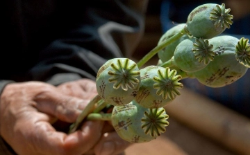 Житель Намангана выращивал у себя в огороде 100 кустов опийного мака