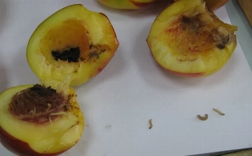 Из Узбекистана в Россию завезли абрикосы, зараженные вредителем