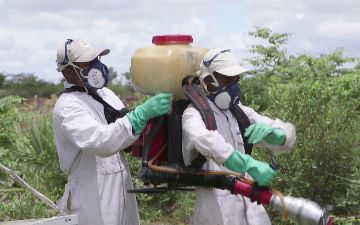 В Узбекистане начали борьбу с саранчой 