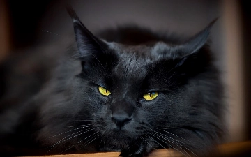 Мем с котом в капюшоне и фразой «окак» захватывает TikTok