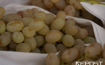 Узбекистан заработал почти $300 млн на продаже винограда