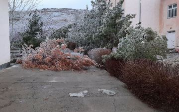 Сильный ветер повалил 25 редких деревьев в Джизаке