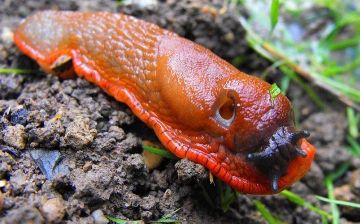 Ученый предупредил о нашествии гигантских слизней-вредителей