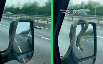 Во время движения по загородному шоссе из-под капота машины выползла змея