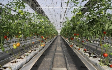 Предприниматель рассказал, почему выгоднее содержать теплицу на угле