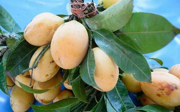 Кому нельзя есть манго?