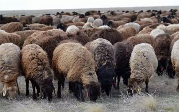 На развитие каракулеводства в Узбекистане выделят 200 миллиардов сумов