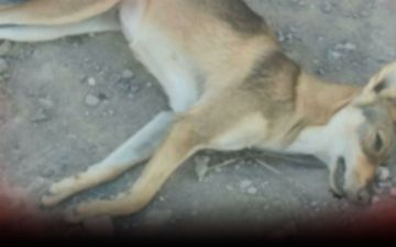 TezNews опубликовало шокирующие кадры массового отравления собак в Навоийской области<br>